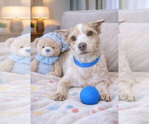 Mutt Dogs for adoption in Bon Carbo, CO, USA