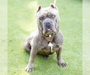 American Pit Bull Terrier Dogs for adoption in Camarillo, CA, USA
