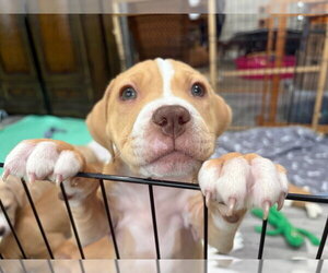 American Staffordshire Terrier-Boxer Mix Dogs for adoption in Sayreville, NJ, NJ, USA