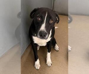 Mutt Dogs for adoption in HESPERIA, CA, USA