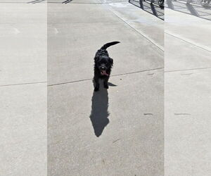 Mutt Dogs for adoption in Maquoketa, IA, USA