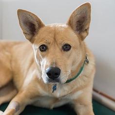 Carolina Dog Dogs for adoption in Kanab, UT, USA