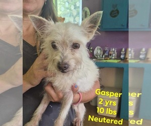 Chihuahua-Unknown Mix Dogs for adoption in Virginia Beach, VA, USA