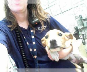 American Pit Bull Terrier Dogs for adoption in Tulsa, OK, USA
