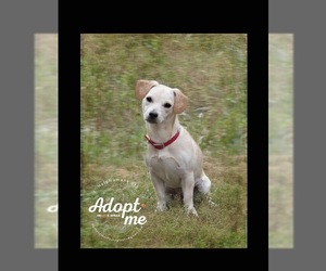 Basset Hound-Labrador Retriever Mix Dogs for adoption in Belton, MO, USA