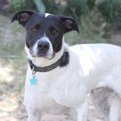 Dalmatian-Labrador Retriever Mix Dogs for adoption in Pensacola, FL, USA