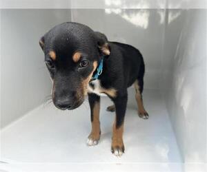 Rottweiler-Unknown Mix Dogs for adoption in Houston, TX, USA