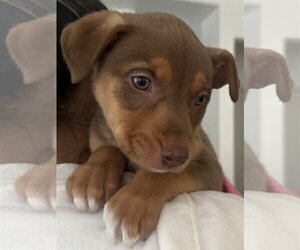 Vizsla Dogs for adoption in Menifee, CA, USA