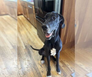 Great Dane Dogs for adoption in Lakewood, CO, USA