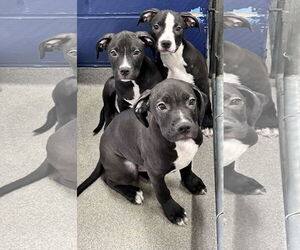 Labrador Retriever-Unknown Mix Dogs for adoption in Sterling, MA, USA