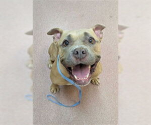 Staffordshire Bull Terrier Dogs for adoption in Ogden, UT, USA
