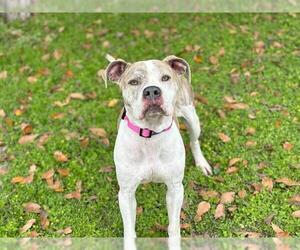 American Pit Bull Terrier Dogs for adoption in Waco, TX, USA