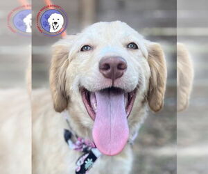 Great Pyrenees Dogs for adoption in Spring, TX, USA