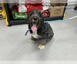 Poodle (Standard)-Unknown Mix Dogs for adoption in Ocala, FL, USA