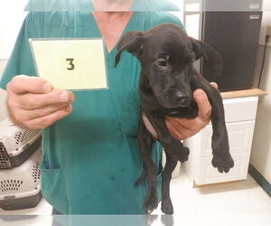 Labrador Retriever-Unknown Mix Dogs for adoption in Oroville, CA, USA