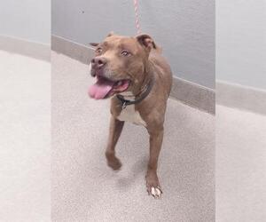 American Pit Bull Terrier-Unknown Mix Dogs for adoption in Las Vegas, NV, USA