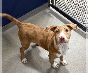 Australian Shepherd-Unknown Mix Dogs for adoption in Sterling, MA, USA