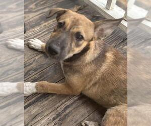 Mutt Dogs for adoption in San Antonio, TX, USA