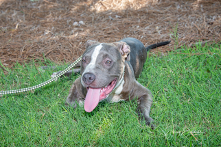 Bullypit Dogs for adoption in Social Circle, GA, USA