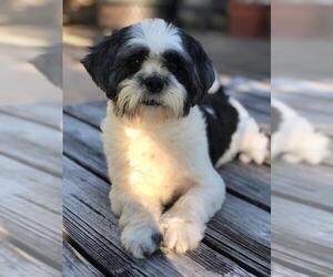 Shih Tzu-Unknown Mix Dogs for adoption in Missouri City, TX, USA