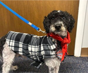 Poodle (Miniature) Dogs for adoption in Lancaster, PA, USA