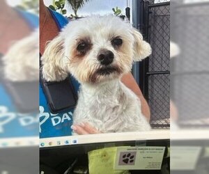 Maltese Dogs for adoption in Eustis, FL, USA