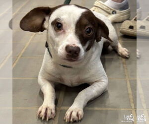 Chihuahua-Unknown Mix Dogs for adoption in Washington, DC, USA