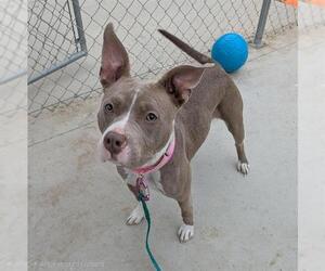 Mutt Dogs for adoption in Las Vegas, NV, USA