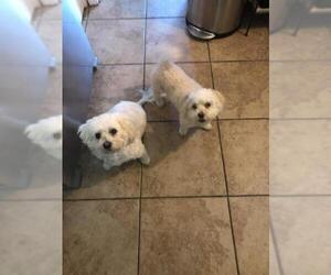Maltipoo Dogs for adoption in Lee's Summit, MO, USA