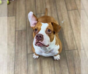 American Pit Bull Terrier-Unknown Mix Dogs for adoption in Rowlett, TX, USA
