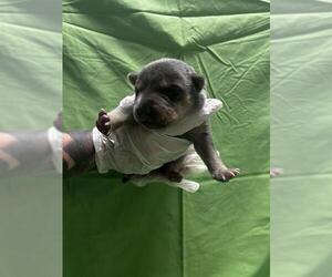 American Pit Bull Terrier-Unknown Mix Dogs for adoption in Riverside, CA, USA