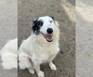 Border-Aussie Dogs for adoption in Santa Maria, CA, USA