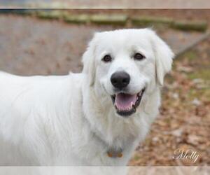 Great Pyrenees Dogs for adoption in Montgomery, TX, USA