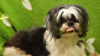 Shih Tzu Dogs for adoption in Vacaville, CA, USA