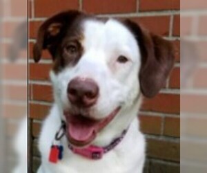 Collie-Labrador Retriever Mix Dogs for adoption in Amherst, MA, USA
