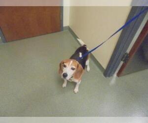 Beagle Dogs for adoption in Lee's Summit, MO, USA