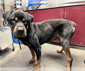 Rottweiler Dogs for adoption in Downey, CA, USA