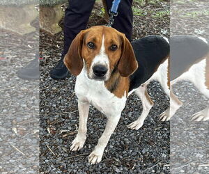 Mutt Dogs for adoption in Rustburg, VA, USA