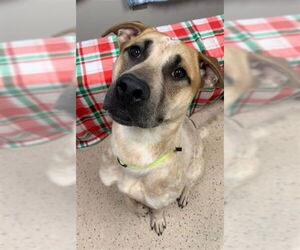 Siberian Husky-Unknown Mix Dogs for adoption in Fairbanks, AK, USA