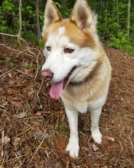 Alaskan Husky Dogs for adoption in Randleman, NC, USA