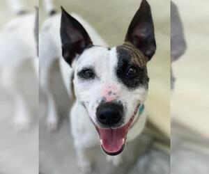 American Pit Bull Terrier-Unknown Mix Dogs for adoption in Tulsa, OK, USA