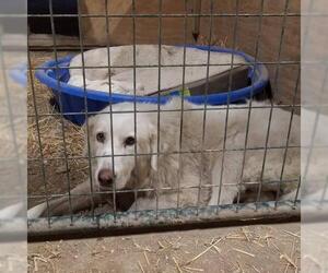 Kuvasz Dogs for adoption in Whitewright, TX, USA