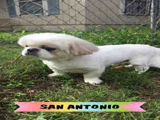 Pekingese Dogs for adoption in San Antonio, TX, USA