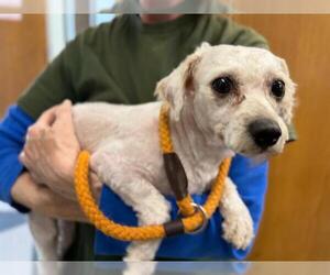 Poodle (Miniature)-Unknown Mix Dogs for adoption in Santa Rosa, CA, USA