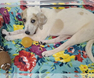 Labrenees Dogs for adoption in York, SC, USA