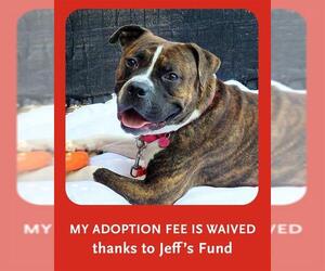 Bullboxer Pit Dogs for adoption in Brewster, MA, USA