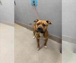 American Pit Bull Terrier-Unknown Mix Dogs for adoption in Las Vegas, NV, USA