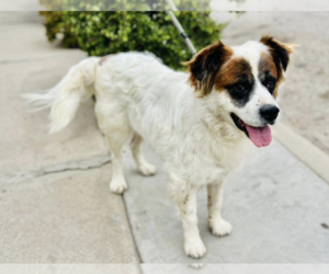 Saint Bernard-Unknown Mix Dogs for adoption in El Cajon, CA, USA