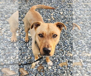 Mutt Dogs for adoption in Walnutport, PA, USA