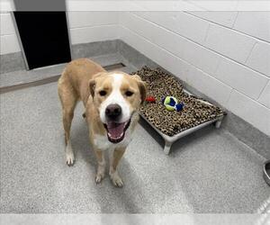 Labrador Retriever-Unknown Mix Dogs for adoption in Fort Collins, CO, USA